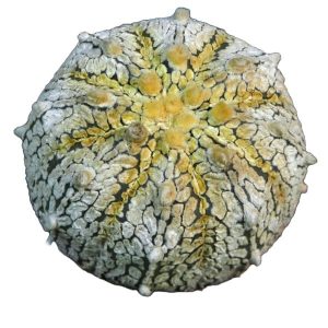 بذر آستروفیتوم آستریاس سی وی نوع زرد | Astrophytum asterias сv yellow specks