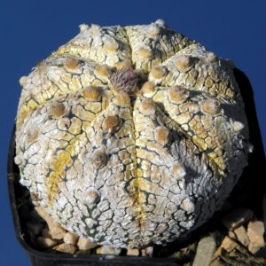 بذر آستروفیتوم آستریاس سی وی نوع زرد | Astrophytum asterias сv yellow specks