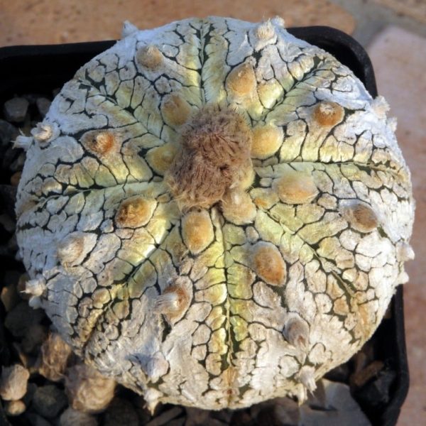 بذر آستروفیتوم آستریاس سی وی نوع زرد | Astrophytum asterias сv yellow specks