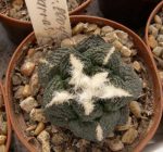بذر آریوکارپوس لویدی پاراس فرم | Ariocarpus lloydii Parras Form