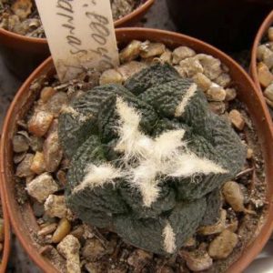 بذر آریوکارپوس لویدی پاراس فرم | Ariocarpus lloydii Parras Form