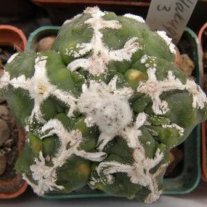 بذر آستروفیتوم میروستیگما خاص هاکیوگاکیو | Astrophytum myriostigma cv. Hakugaku