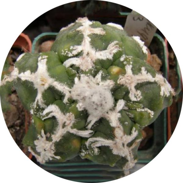 بذر آستروفیتوم میروستیگما خاص هاکیوگاکیو | Astrophytum myriostigma cv. Hakugaku