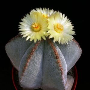 بذر آستروفیتوم میروستیگما آئرولز راستی | Astrophytum  myriostigma rusty areoles