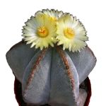بذر آستروفیتوم میروستیگما آئرولز راستی | Astrophytum  myriostigma rusty areoles