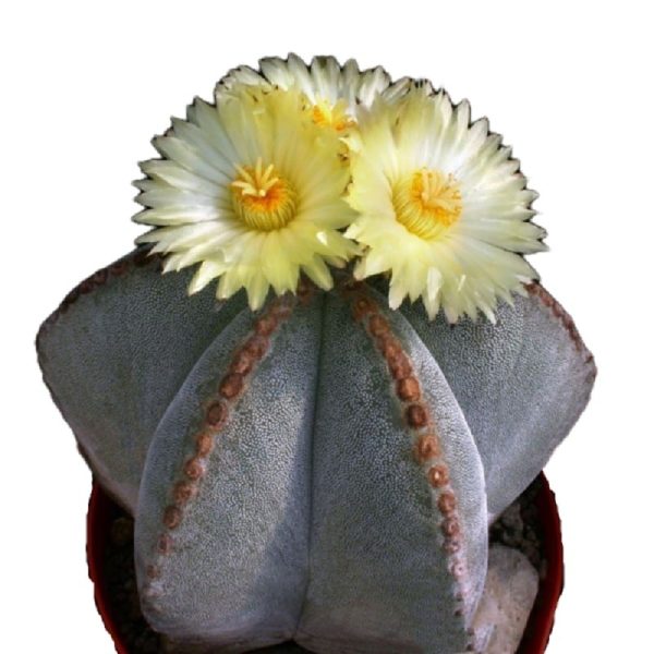 بذر آستروفیتوم میروستیگما آئرولز راستی | Astrophytum  myriostigma rusty areoles