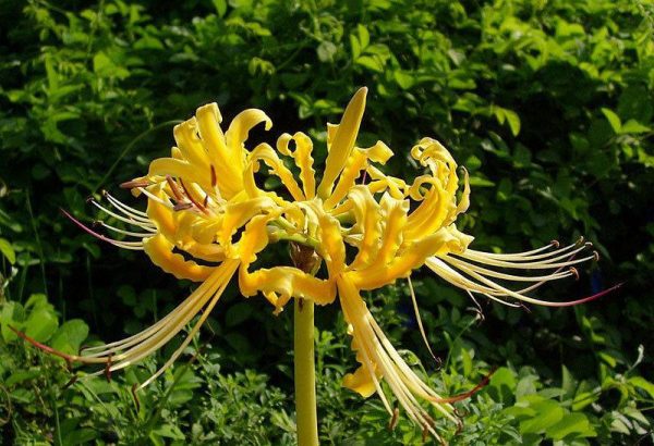 پیاز گل کمیاب لیلی عنکبوتی (spider lily)
