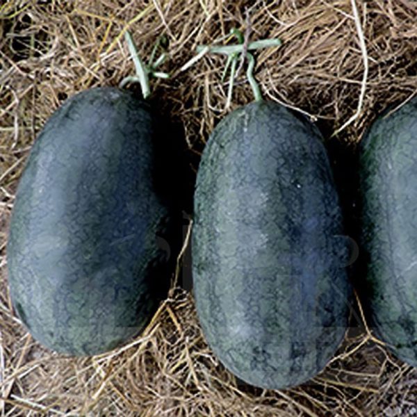 بذر هندوانه نارنجی هیبرید واریته پادشاه نارنجی | Watermelom King Orange