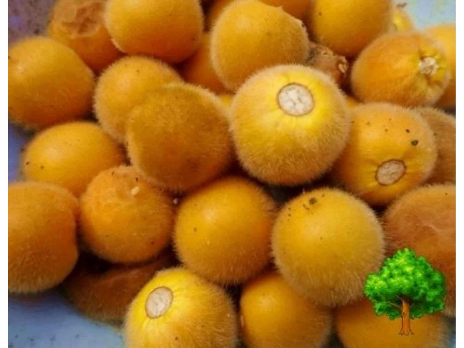 بذر بادمجان ترش پرزدار تارامبلو | Tarambulo