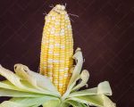 بذر ذرت شیرین دو رنگ طلایی هیبرید | F1 HYBRID BICOLOR SWEET CORN