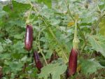 بذر بادمجان پر محصول بنفش واریته میمون | MONKEY SPECIAL SELECTION EGGPLANT