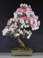 بذر درخت (بونسای) آزالیا Azalea