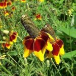 بذر گل کلاه مکزیکی | Mexican hat | RATIBIDA COLUMNIFERA