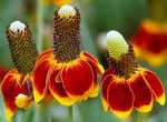 بذر گل کلاه مکزیکی | Mexican hat | RATIBIDA COLUMNIFERA