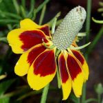 بذر گل کلاه مکزیکی | Mexican hat | RATIBIDA COLUMNIFERA