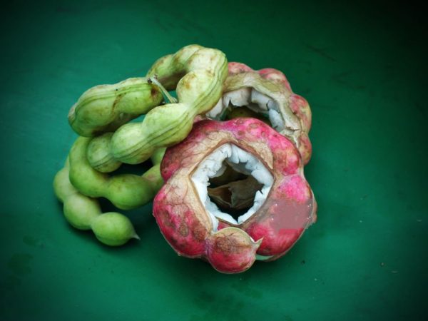 بذر گواموچیل یا تمر تایلندی | Manila tamarind | guamuchil