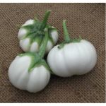 بذر بادمجان گرد سفید شیاردار تایلندی | Thai White Ribbed Eggplant