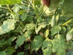 بذر بادمجان تایلندی واریته راگبی | Rugby eggplant