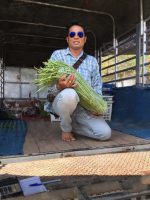 بذر لوبیا سبز خارجی غلاف بلند واریته سای ساوان | SAISAWAN YARD LONG BEAN