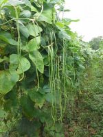 بذر لوبیا سبز خارجی غلاف بلند واریته سای ساوان | SAISAWAN YARD LONG BEAN