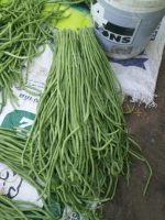 بذر لوبیا سبز خارجی غلاف بلند واریته سای ساوان | SAISAWAN YARD LONG BEAN