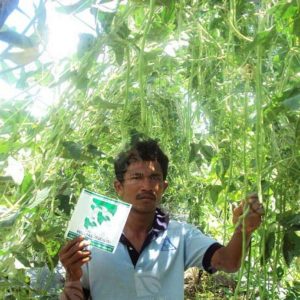 بذر لوبیا بلند نائتونگ | NUAETHONG 9 YARD LONG BEAN