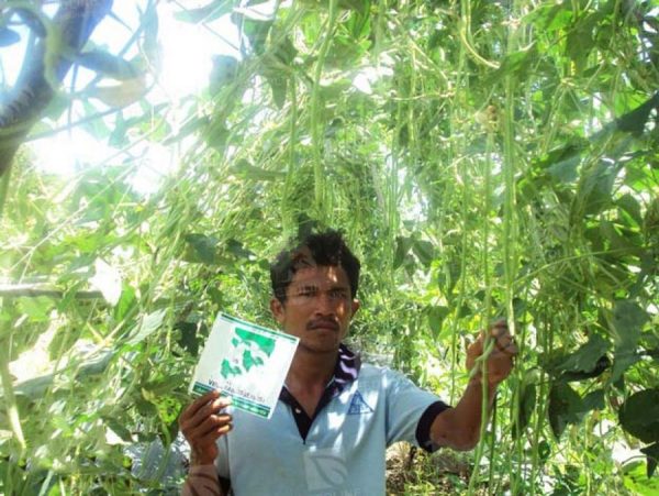 بذر لوبیا بلند نائتونگ | NUAETHONG 9 YARD LONG BEAN