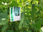 بذر خیار پایه بلند واریته وینتر | WINTER F1 HYBRID LONG CUCUMBER