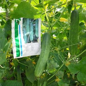 بذر خیار پایه بلند واریته وینتر | WINTER F1 HYBRID LONG CUCUMBER