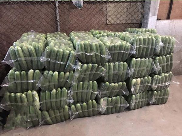 بذر خیار پایه بلند واریته وینتر | WINTER F1 HYBRID LONG CUCUMBER
