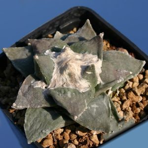 بذر آریوکارپوس رتوسوس فورفوراسیوس | Ariocarpus retusus var. furfuraceus