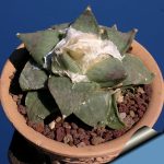 بذر آریوکارپوس رتوسوس فورفوراسیوس | Ariocarpus retusus var. furfuraceus