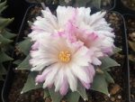 بذر آریوکارپوس رتوسوس فورفوراسیوس | Ariocarpus retusus var. furfuraceus