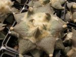 بذر آریوکارپوس رتوسوس فورفوراسیوس | Ariocarpus retusus var. furfuraceus