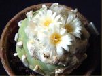 بذر لوفوفورا لوتیا یا دیفوزا | Lophophora diffusa | Lophophora lutea