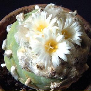 بذر لوفوفورا لوتیا یا دیفوزا | Lophophora diffusa | Lophophora lutea