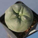 بذر لوفوفورا لوتیا یا دیفوزا | Lophophora diffusa | Lophophora lutea
