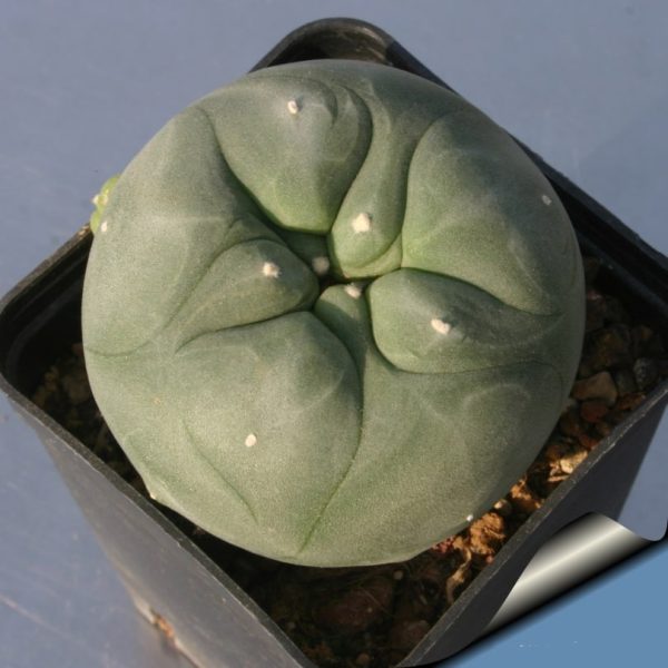 بذر لوفوفورا لوتیا یا دیفوزا | Lophophora diffusa | Lophophora lutea