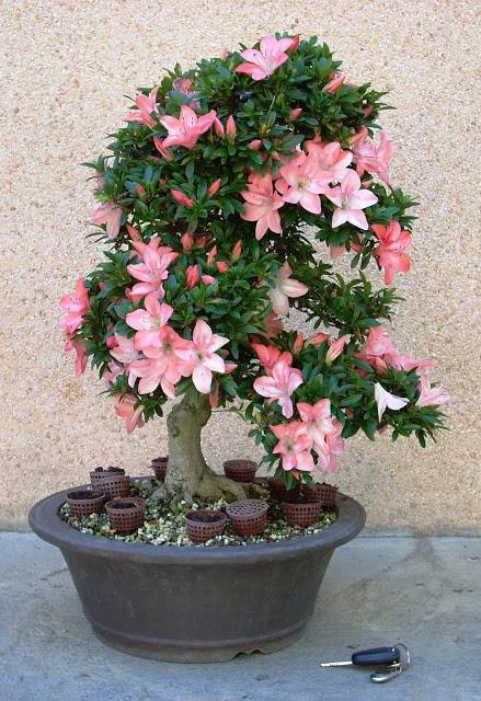 بذر درخت (بونسای) آزالیا Azalea