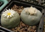 بذر لوفوفورا لوتیا یا دیفوزا | Lophophora diffusa | Lophophora lutea