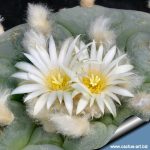 بذر لوفوفورا لوتیا یا دیفوزا | Lophophora diffusa | Lophophora lutea