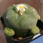 بذر لوفوفورا لوتیا یا دیفوزا | Lophophora diffusa | Lophophora lutea
