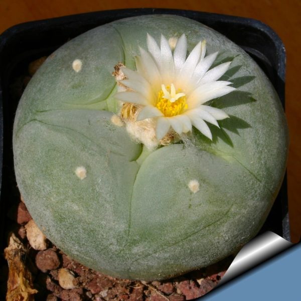 بذر لوفوفورا لوتیا یا دیفوزا | Lophophora diffusa | Lophophora lutea