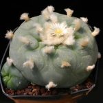 بذر لوفوفورا لوتیا یا دیفوزا | Lophophora diffusa | Lophophora lutea