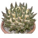 بذر آریوکارپوس تریگونوس | Ariocarpus retusus ssp trigonus