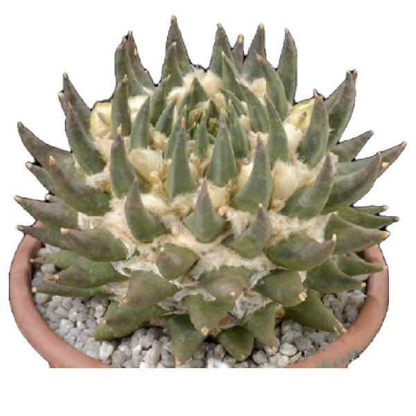 بذر آریوکارپوس تریگونوس | Ariocarpus retusus ssp trigonus