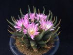 بذر آریوکارپوس آگاویدس | Ariocarpus agavoides