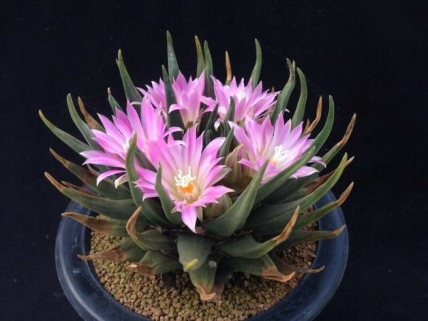 بذر آریوکارپوس آگاویدس | Ariocarpus agavoides