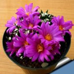 بذر آریوکارپوس آگاویدس | Ariocarpus agavoides