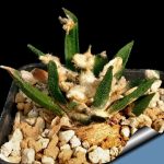 بذر آریوکارپوس آگاویدس | Ariocarpus agavoides